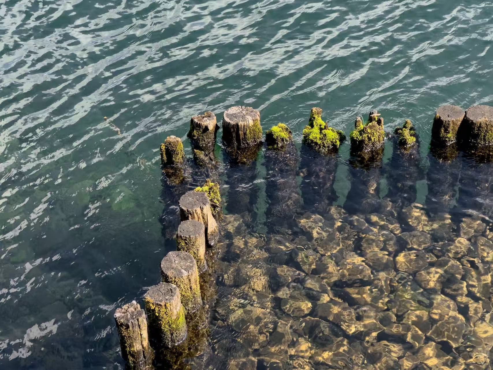 Weathered wooden pilings in clear water